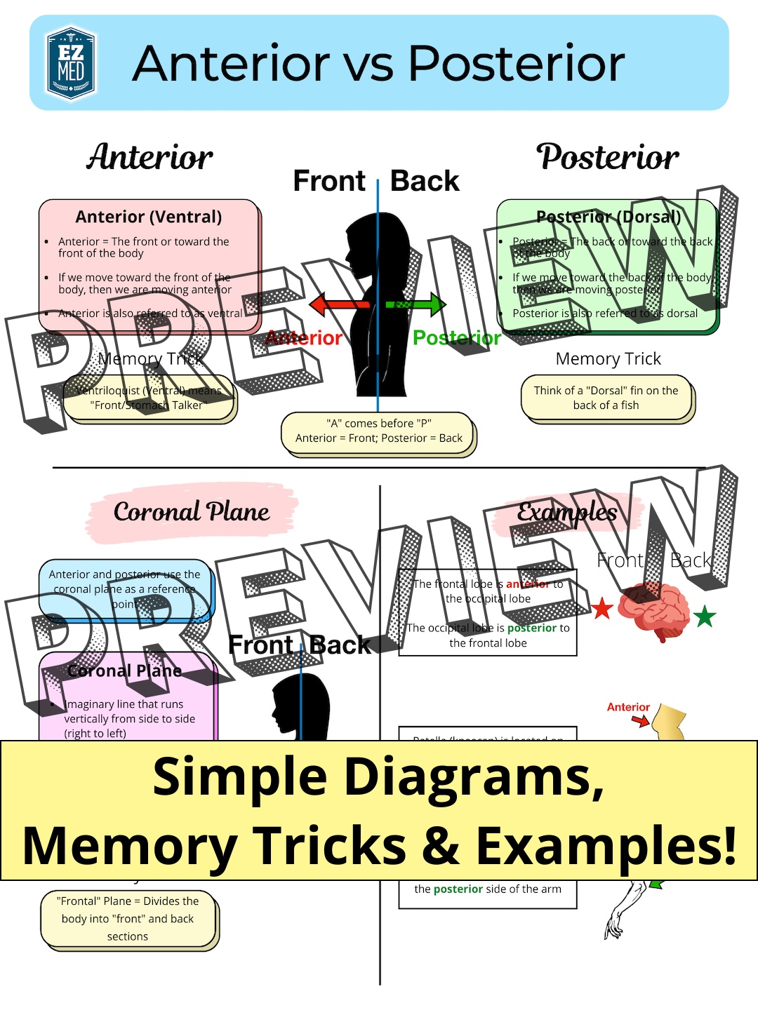 Anatomy Directional Terms [Study Guide]
