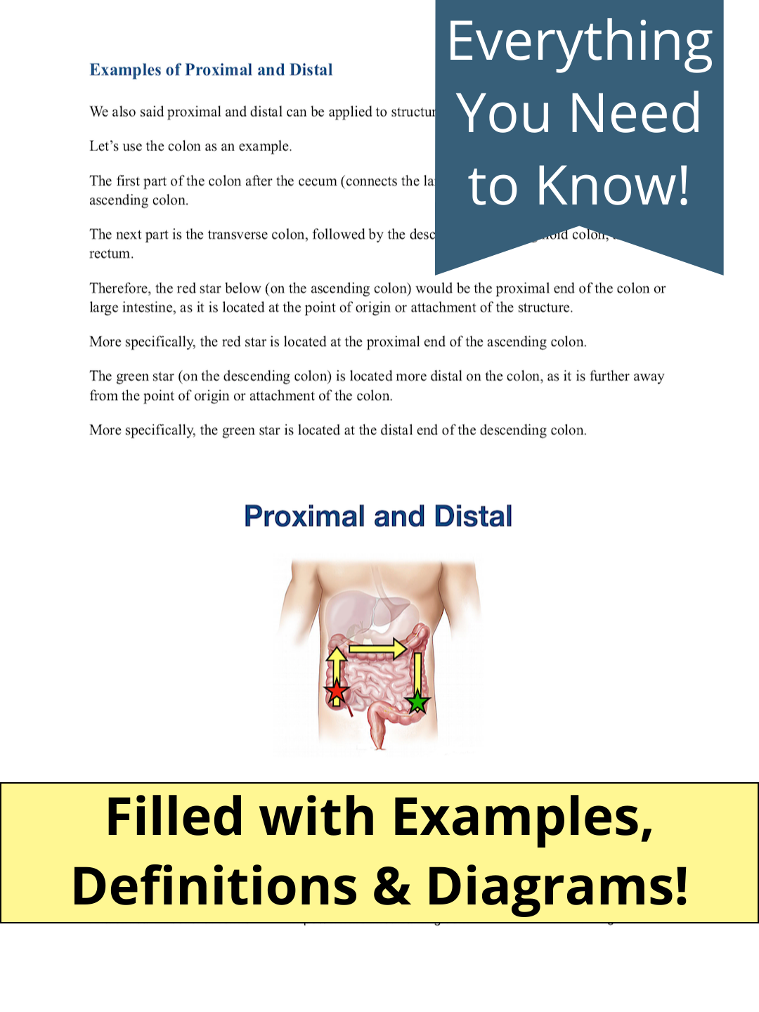 proximal vs distal examples