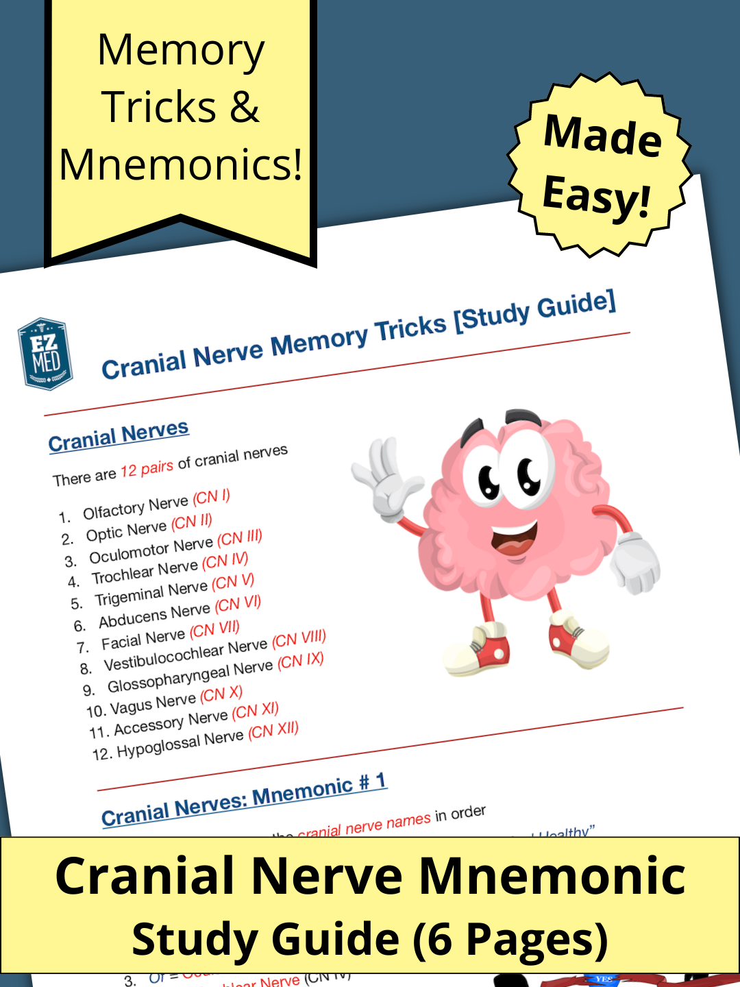 Cranial Nerves [Study Guide]