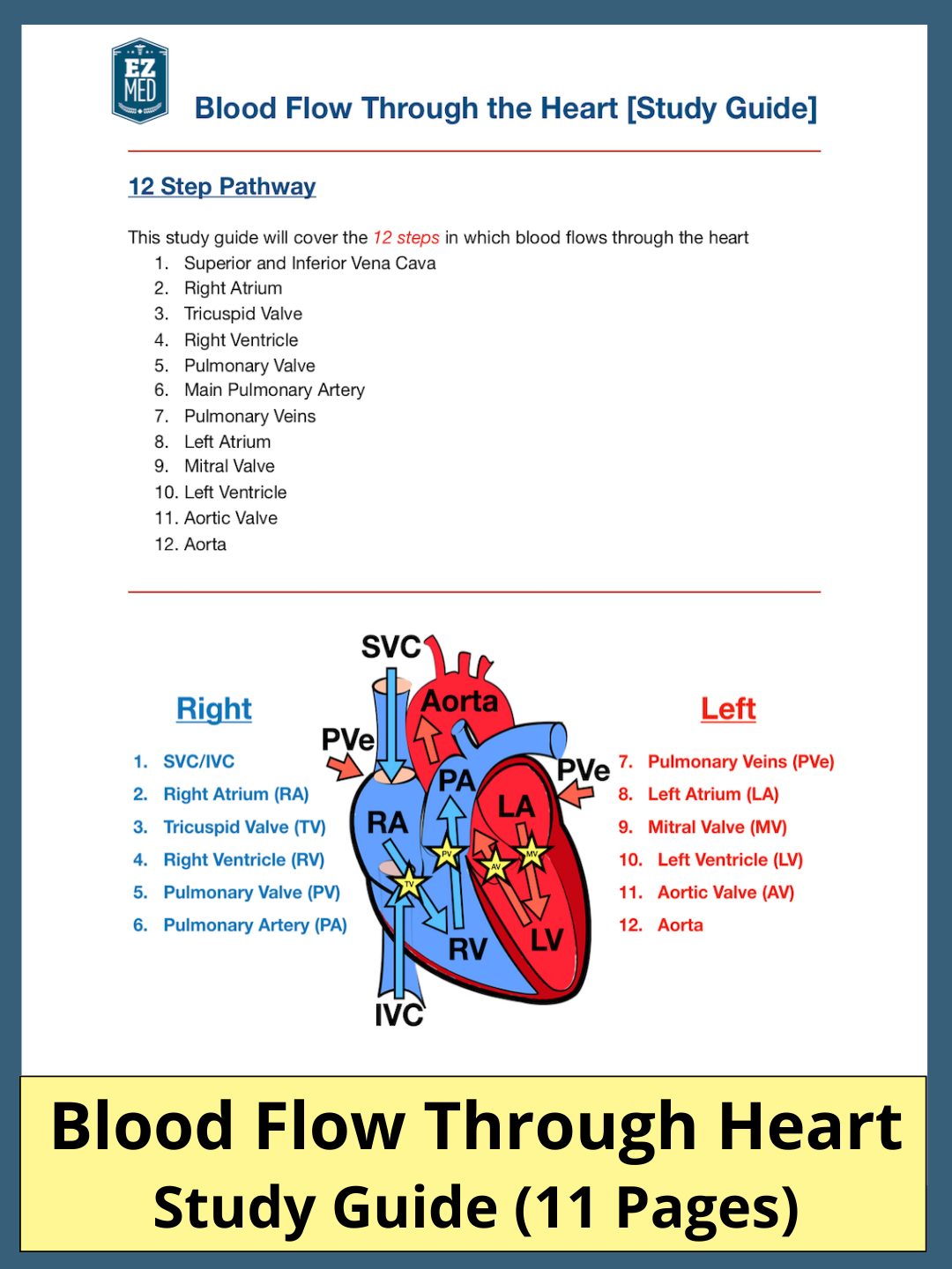 Blood Flow Through the Heart [Study Guide] – EZmed