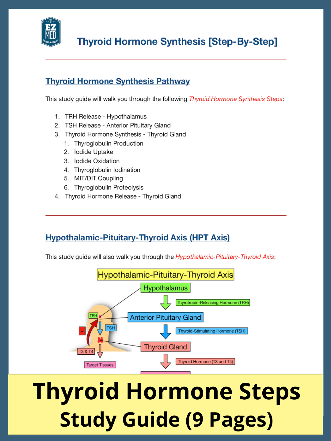 Thyroid Hormone Synthesis [Study Guide]